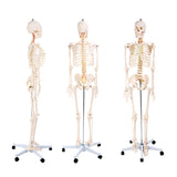 67"/170cm Skeleton Model