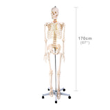 67"/170cm Skeleton Model